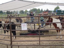 Portland events pony carousel. Ponies for rides.