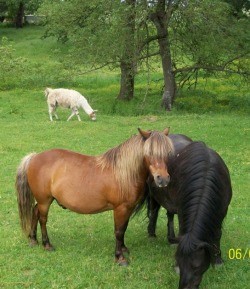 Pony and pony friend taking it easy and relaxing.